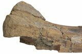 Fossil Hadrosaur (Edmontosaurus) Femur - South Dakota #211084-10